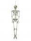 Mobile Preview: Skelett, 150 cm