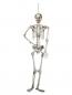 Preview: Skelett, 150 cm-2