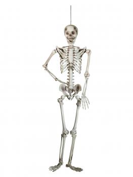 Skelett, 150 cm-2
