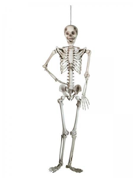 Skelett, 150 cm-2