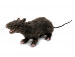 Europalms Ratte, lebensecht mit Fell 30cm